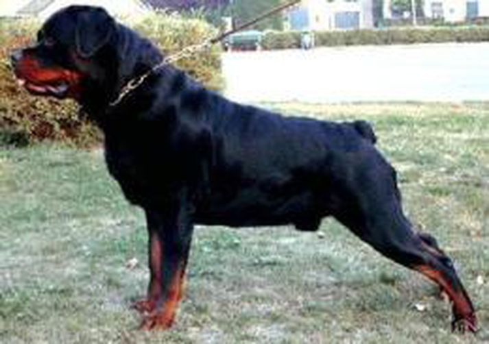 Rottweiler hundar eru almennt álitnir hættulegir.