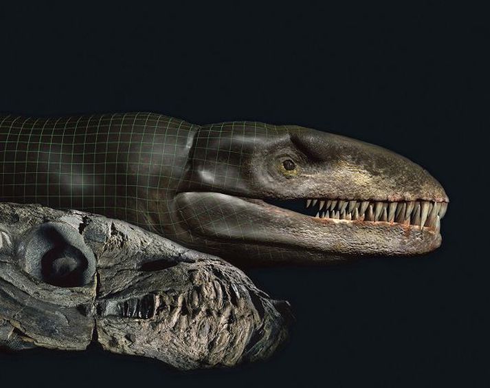 Dakosaurus. Til vinstri sést ljósmynd af höfuðkúpunni en til hægri er tölvugerð mynd af höfði skepnunnar eins og vísindamenn telja það hafa litið út.