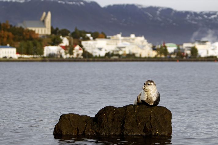 Selkjöt er frygðarauki.