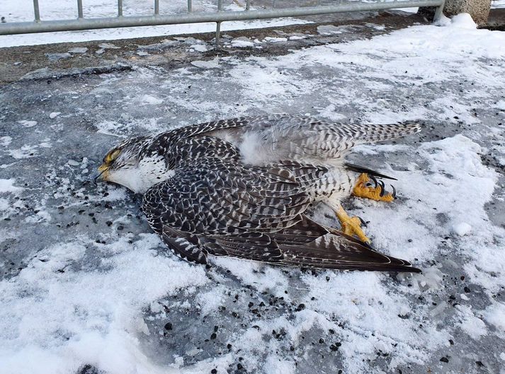 Dauði fálkinn við andapollinn hjá Sundlaug Akureyrar.