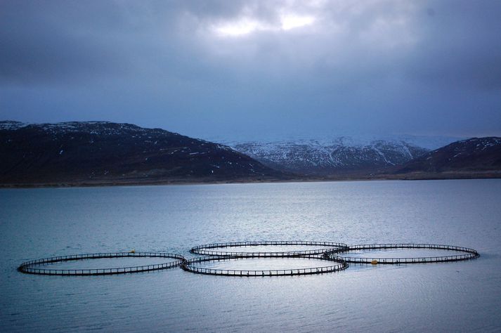 Fiskeldi í sjókvíum er atvinnugrein sem vaxið hefur hratt á Íslandi á síðustu árum. Frá sjókvíaeldi í Patreksfirði.