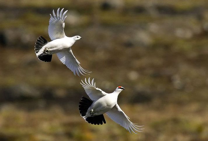 Yfirlögregluþjónn virðist hafa brotið lög þegar hann fór á veiðar um helgina.