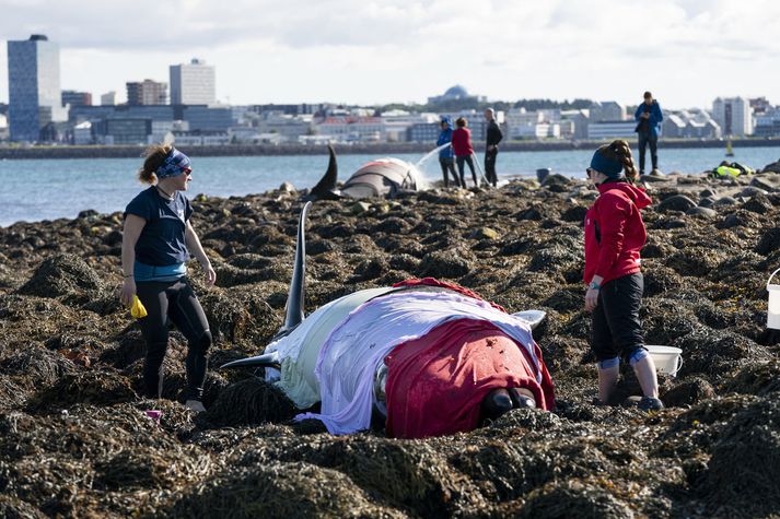 Andarnefjan sem var ofar í fjörunni lifði ekki strandið af en hinn hvalurinn náðist lifandi á flot. 