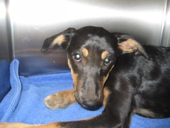 Hvolpurinn landsfrægi hittir eiganda sinn á ný í dag.