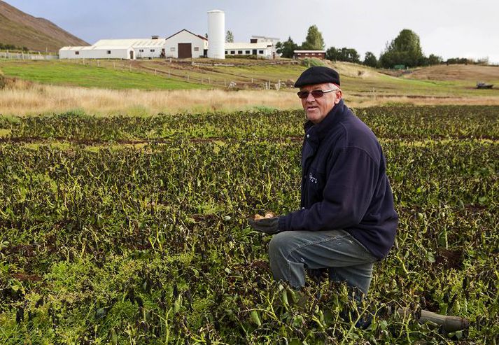 Bergvin Jóhannsson á Áshóli í Grýtubakkahreppi segir uppskerubrest vegna veðurs síðustu ár og lágt verð til bænda hafa gengið nærri stétt kartöflubænda.