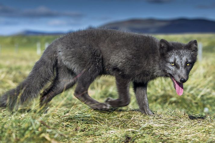 Refur á vappi. Ekki er vitað hvort hann hafi orðið á vegi veiðiglaðra Húnvetninga.