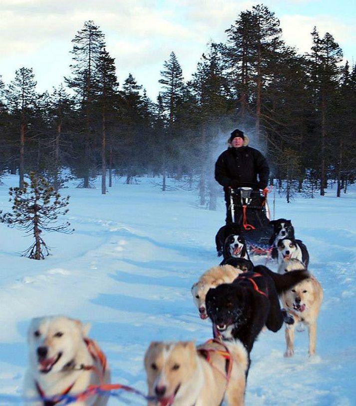 Benedikt Magnússon ætlar ásamt fleirum að setja Íslandsmet í hundakerruakstri í Heiðmörk á laugardaginn.