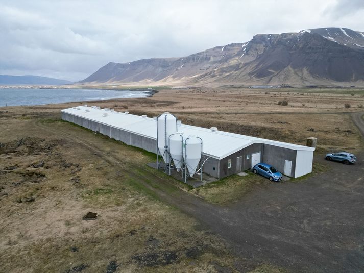 Frá svínabúi Stjörnugríss á Kjalarnesi þar sem svínum var sleppt í maí. 