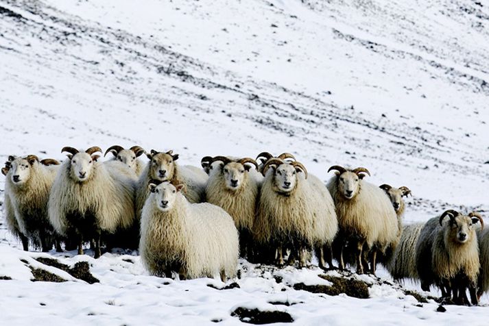 Oft líður langur tími frá því dýraverndunarmál kemur upp þar til gripið er til aðgerða.