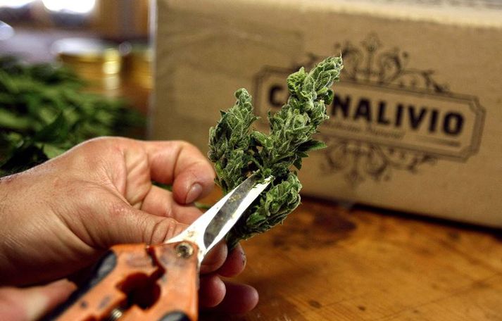 Úrúgvæ verður fyrsta landið í heimi til að lögleiða framleiðslu, sölu og neyslu á cannabis.