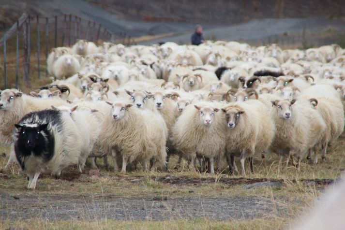 Gott veður var í Ölfusi í gær og gekk smölun ágætlega.