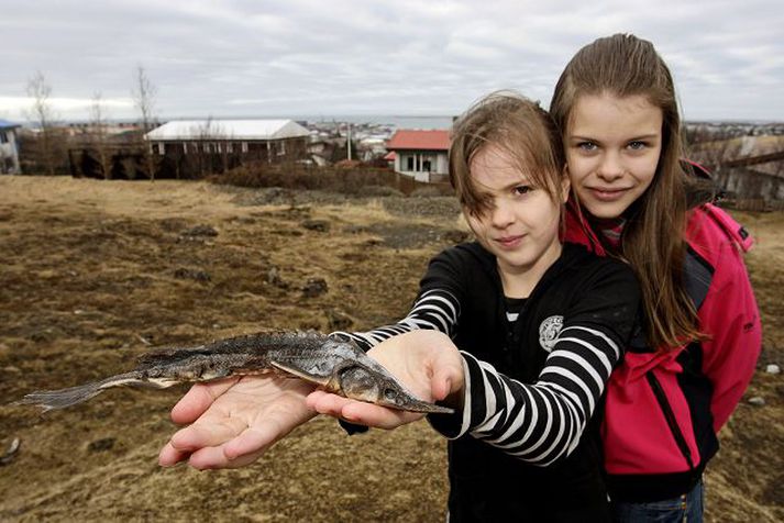 Síberíustyrja Eva Dögg Steinarsdóttir Röver, til vinstri fann síberíustyrjuna spriklandi í móa við Stekkjarhvamm í Hafnarfirði.Frétatblaðið/Valli