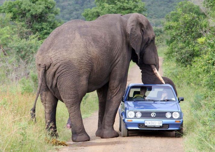 Fíll í fullu fjöri í Kruger Park.