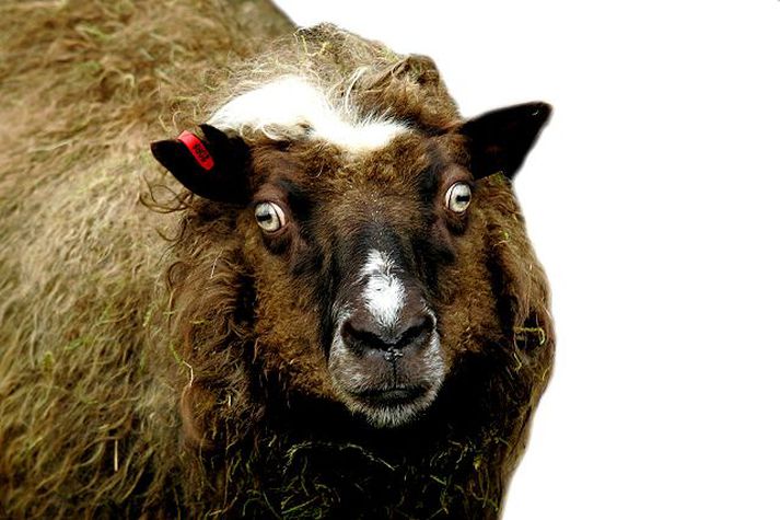 kindarleg Í Færeyjum verða fleiri umferðarslys vegna lausagöngu fjár en ölvunaraksturs.