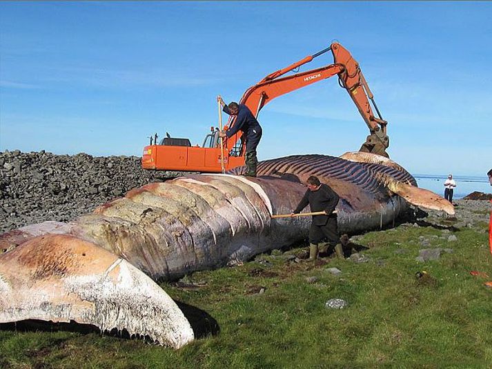 Ríkisstjórnin ákvað að beinagrindin úr hvalnum á Skaga yrði gerð sýningarhæf og hún mun verða það – þótt snurða hafi hlaupið á þráðinn við hreinsun beinanna.Mynd/Valur Örn ÞorValdsson