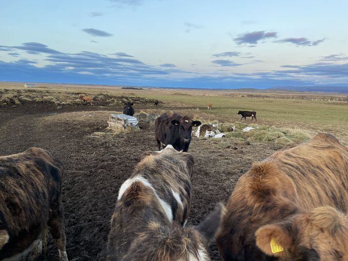 MAST segir aðgerðir vegna nautgripa vera nokkuð langt komnar.