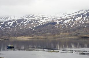 Fréttamynd