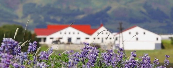 Dráttarvéladagurinn er á Blikastöðum í dag en reiknað er með fjölmenni á daginn til að skoða gamlar dráttarvélar.