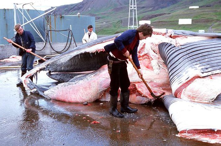 Hvalskurður í Hvalfirði. Til stendur að hefja hvalveiðar á ný í júní.