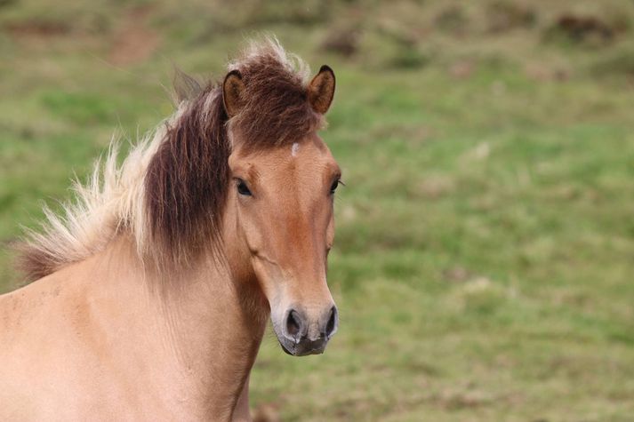 Þetta tignarlega hross er sennilega á bilinu 10-14 hestöfl.