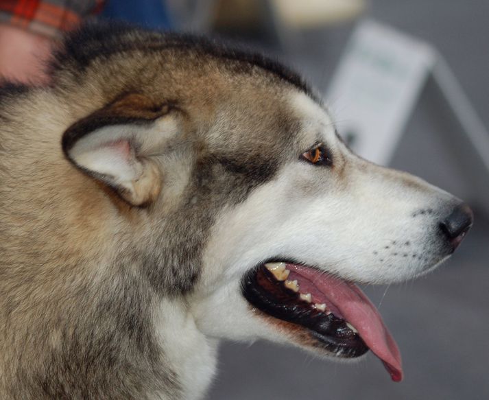 Alaskan Malamute er nefndur eftir Malamut Inúítum sem búa á heimskautsströnd Vestur-Alaska. Þeir eru með brún augu.