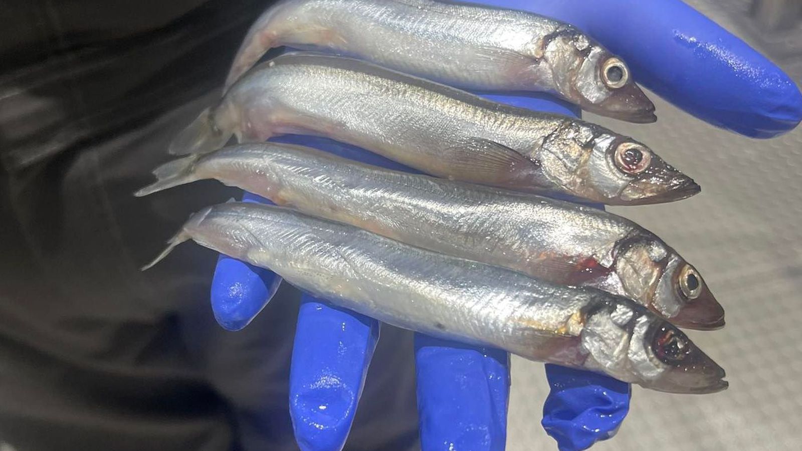 Hækka loðnuráðgjöf í hátt í 200 þúsund tonn