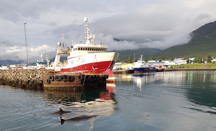 Andarnefjurnar höfðu það náðugt í höfninni á Dalvík í morgun.