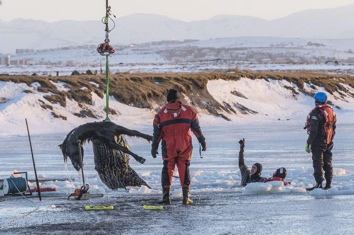 12 hross fundust drukknuð í Bessastaðatjörn 20. desember 2014.