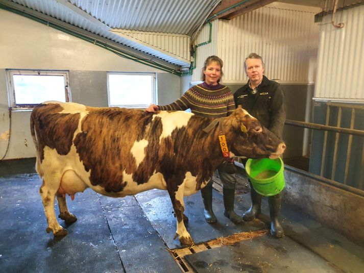 Stoltir kúabændur í Hvammi í Ölfusi, Carlotte Clausen og Pétur Guðmundsson með Skör sína.