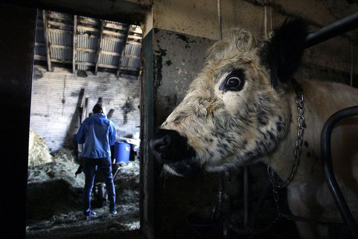 Bolakálfur á bás sínum. Forsvarsmenn Samtaka verslunar og þjónustu segja augljóst að skortur sé á innlendu nautakjöti og útséð um að innlendir framleiðendur fái bætt þar úr. Ný verðskrá sláturleyfishafa sýnir yfir 21% hækkun ungnautakjöts í fyrsta flokki hjá stórum framleiðendum. 