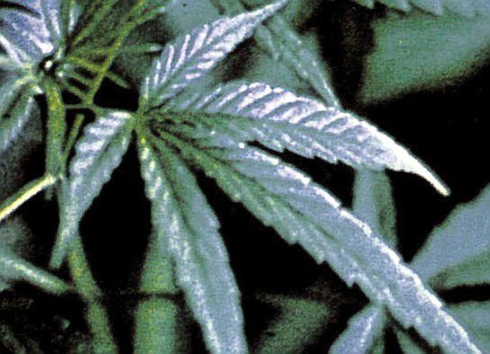 MarijúanaMaðurinn var með um 30 grömm af maríjúana á sér sem hann hugðist selja.