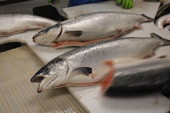 Forsvarsmenn Arctic Fish áforma að slátra um 8.000 tonnum árlega innan fárra ára.