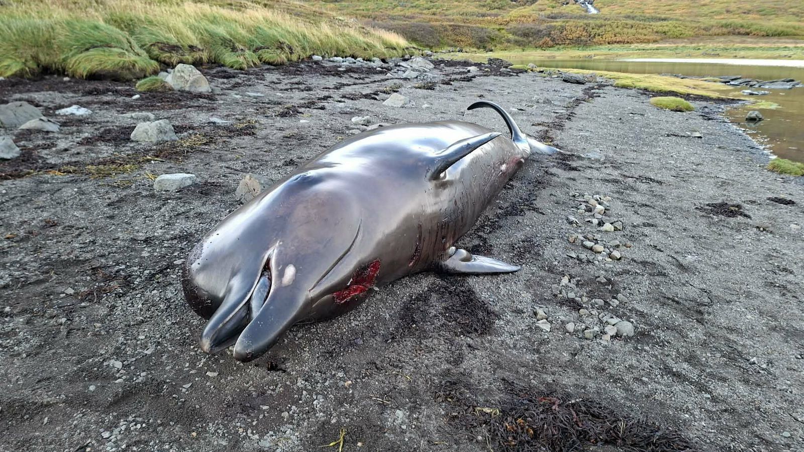 „Ég þekkti strax höfuðið á henni úr fjarska“