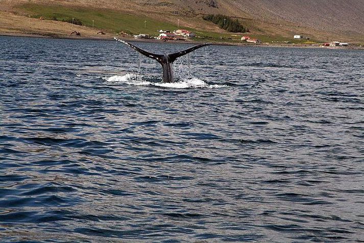 Þarna má sjá einn hvalinn veifa sporði en það fer vel á því að bærinn Hvalsker er í baksýn mitt yfir sporðinum.mynd/Bríet arnardóttir