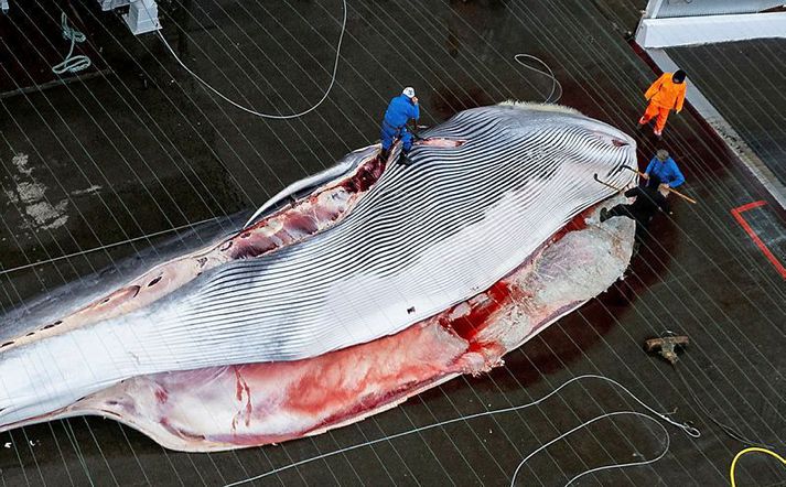 Í umsókn Hvals hf. til ráðherra um undanþágu frá starfsleyfi segir að vertíðin hefjist vanalega 15. júní. Vegna óvissu um formlega útgáfu leyfis fyrir þann tíma þurfi fyrirtækið undanþágu.