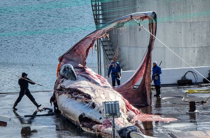 Hvalveiðar hafa verið pólitískt hitamál en hvalveiðiskip héldu ekki út til veiða í sumar.