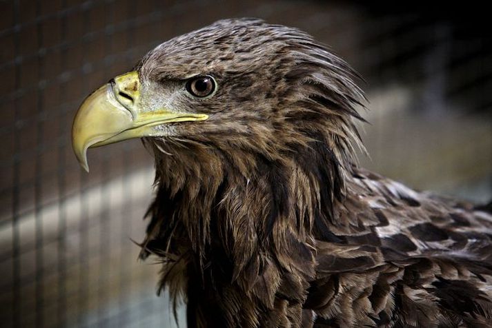 Haförninn sem fannst dauður við Breiðafjörð var smitaður af mjög skæðu afbrigði fuglaflensunnar, H5N1, og búast sérfræðingar MAST við því að hinir fuglarnir hafi sömuleiðis smitast af því. Það kemur ekki í ljós fyrr en sýnin skila sér frá Þýskalandi, en haförninn er eini fuglinn sem hefur verið greindur til fulls. 