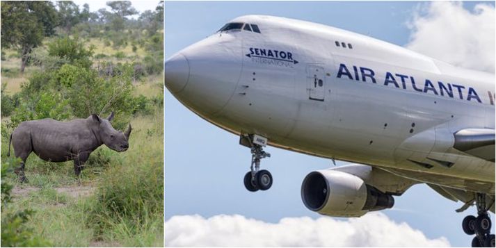 Air Atlanta Icelandic flaug með nashyrninganna til Rúanda þar sem þeir munu dvelja í þjóðgarði.