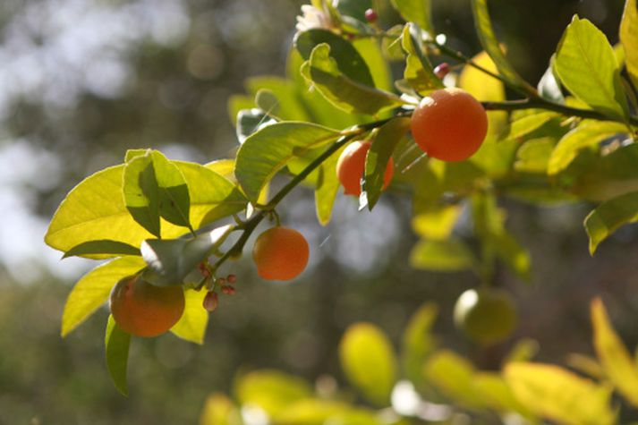 Árásin átti sér stað á bóndabæ í norðurhluta Suður-Afríku.