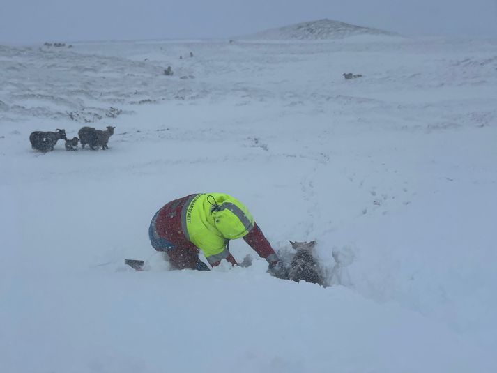 Björgunarsveitin Dalvík hélt inn í Skíðadal til að aðstoða bændur við að koma sauðfé í skjól.
