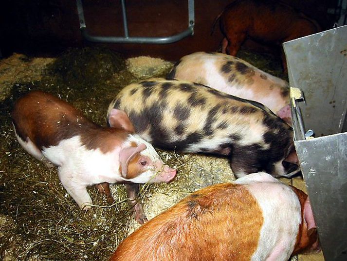 Grísir í Fjölskyldu- og húsdýragarðinum.