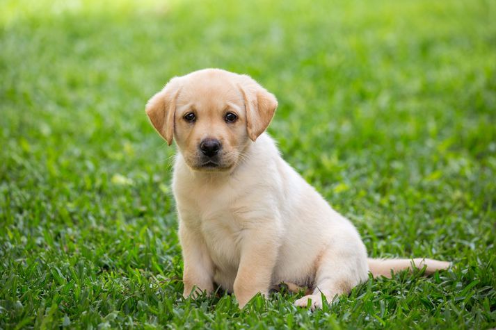 Samkvæmt heimildum fréttastofu var um Labrador hvolp að ræða.