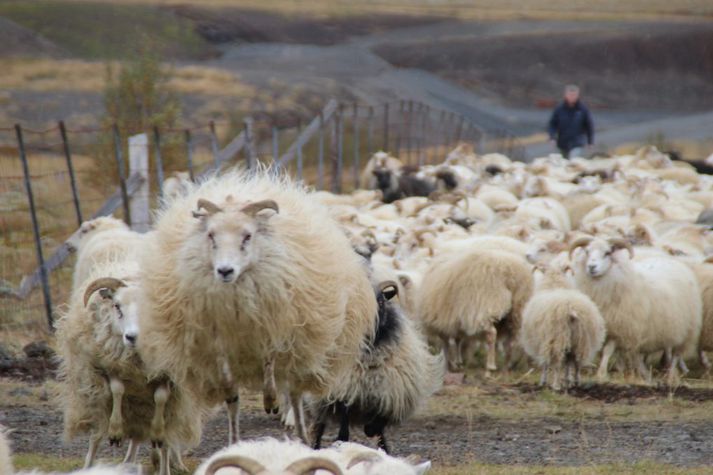 Sauðfjárbændur sjá fram á erfiða tíð vegna stórfelldrar lækkunar á afurðaverði.