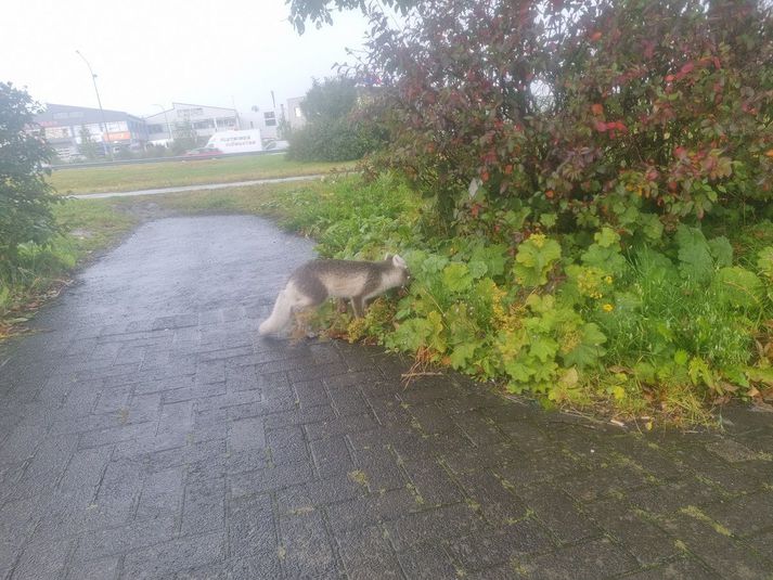 Refurinn þefar í einhverju í runna við Reykjanesbraut. Smiðjuhverfi í Kópavogi er þarna í baksýn.