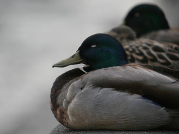 Varp andarfugla við Reykjavíkurtjörn hefur ekki heppnast vel undanfarin ár.