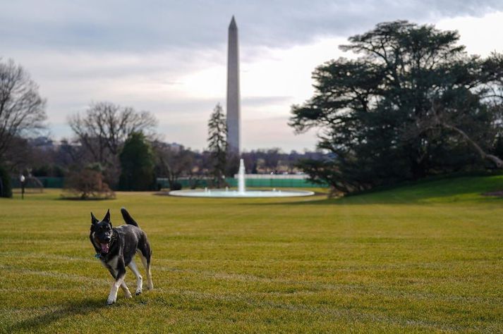 Major er þýskur fjárhundur og sést hér að leik í Washington í janúar síðastliðinn.