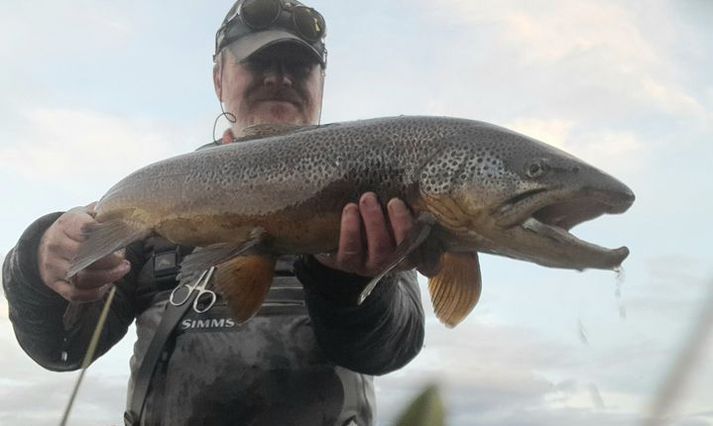 Flottur urriði úr Minnivallalæk