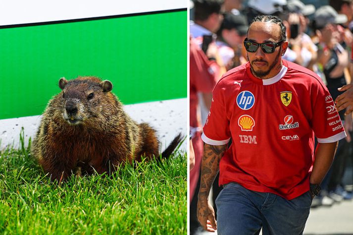 Lewis Hamilton þótti afar leiðinlegt að hafa keyrt yfir múrmeldýr í gær.