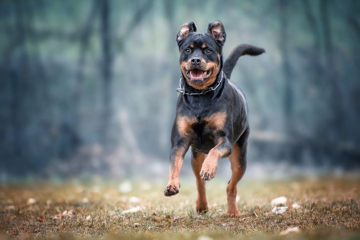 Hundurinn er af Rottweiler-tegund.