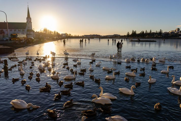 Annar fuglinn fannst dauður við Tjörnina í Reykjavík. Um var að ræða rauðhöfðaönd. 